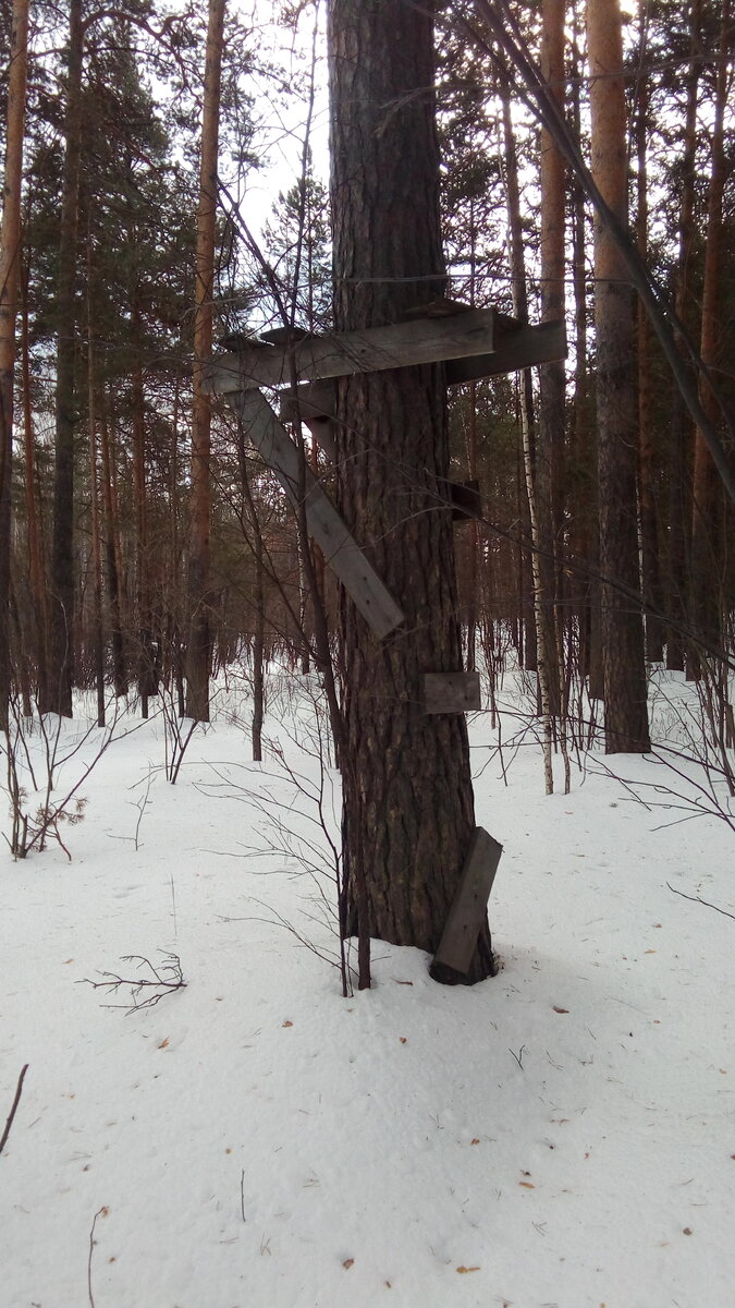 Охотничий насест