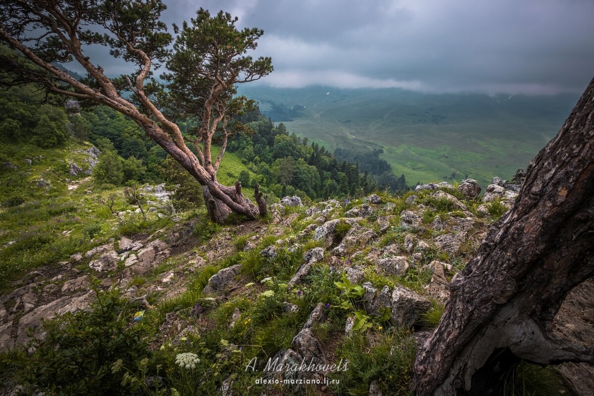 Самшитовые леса Лаго Наки