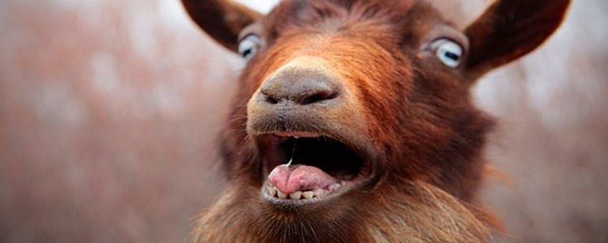 Козлик удивлён