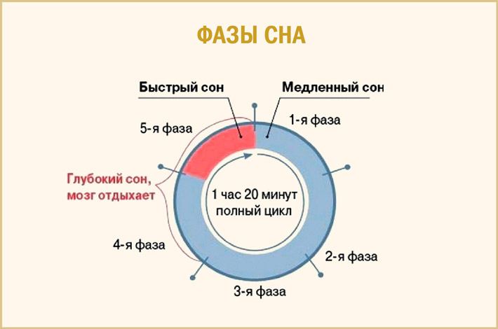 Фаза медленного сна