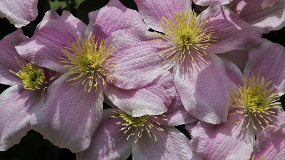 крыніца:https://pixabay.com/photos/flowers-leaving-bloom-clear-petal-4179236/