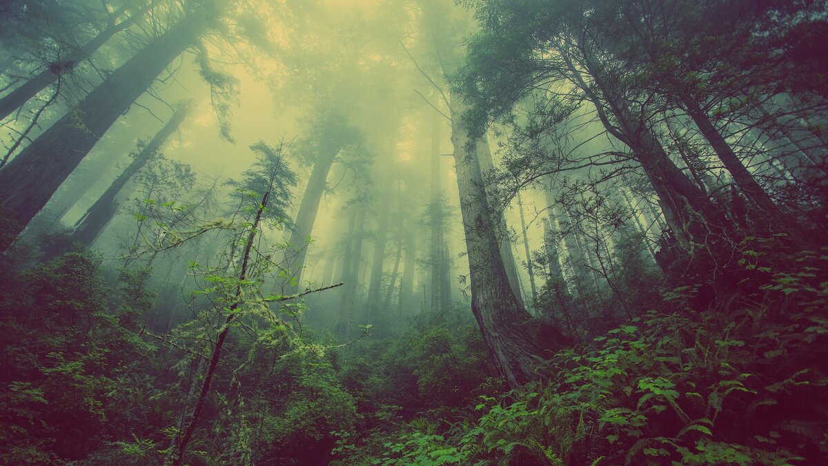 https://pixabay.com/photos/forest-mist-nature-trees-mystic-931706/