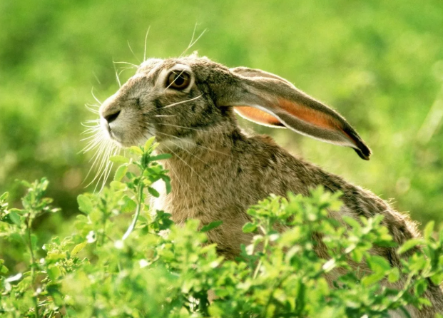 Заяц русак. Из источников в свободном доступе