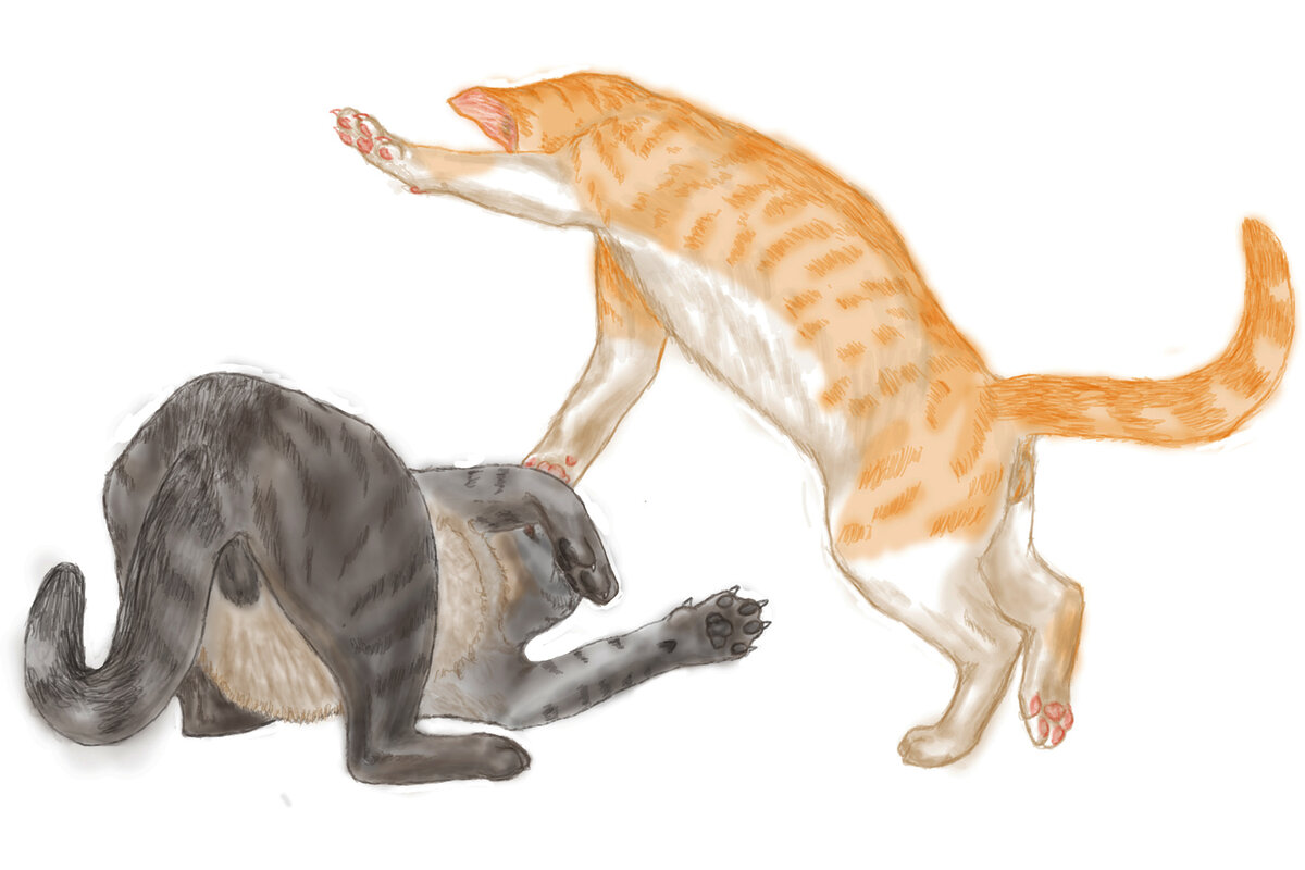 Драки котов или скучны или зрелищны до невероятия. Те еще мохнатые акробаты.