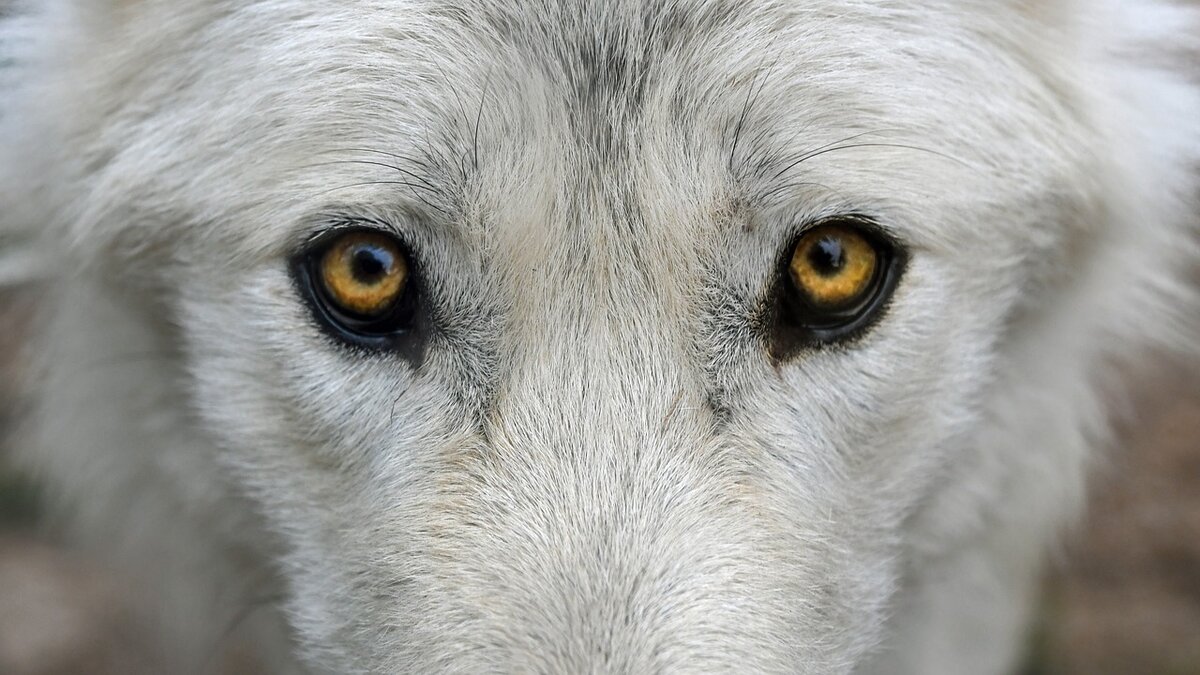 https://pixabay.com/photos/wolf-look-predator-eye-eyes-2782584/