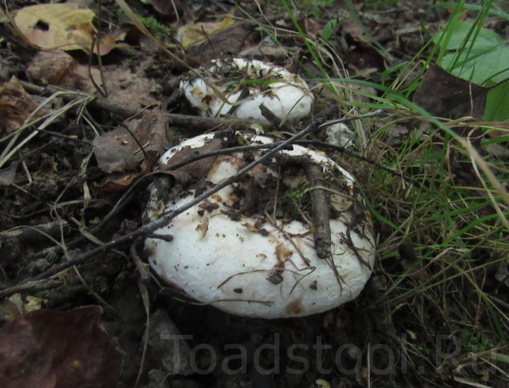 Этим бы еще маленько подрасти... (фото И.Лебединского)