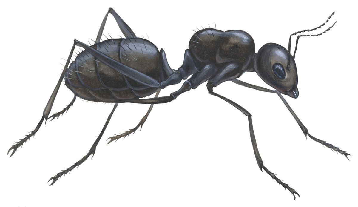 (c) Encyclopedia Britannica