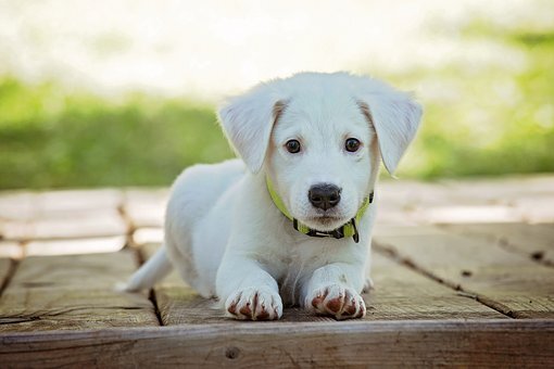 https://cdn.pixabay.com/photo/2016/12/13/05/15/puppy-1903313__340.jpg
