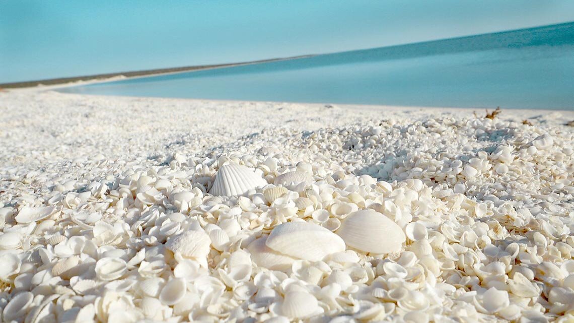 Ракушки на Шелл Бич