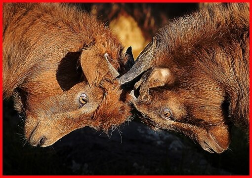 (Изображение из открытых источников сети интернет. Автор неизвестен)