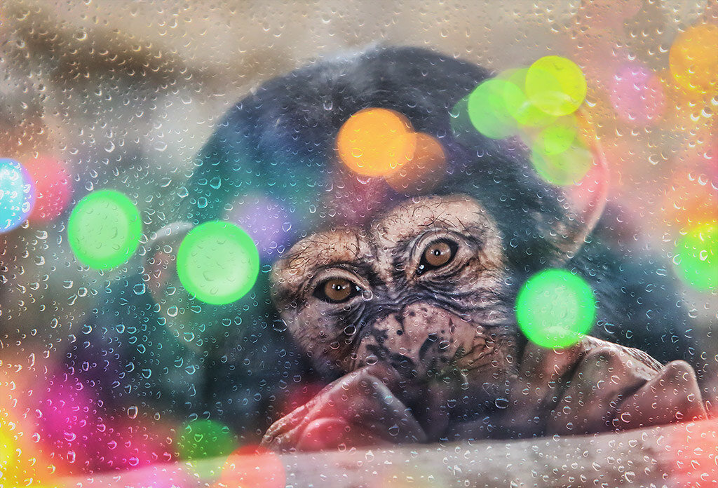 Alla Sokolova. Waiting for a holiday