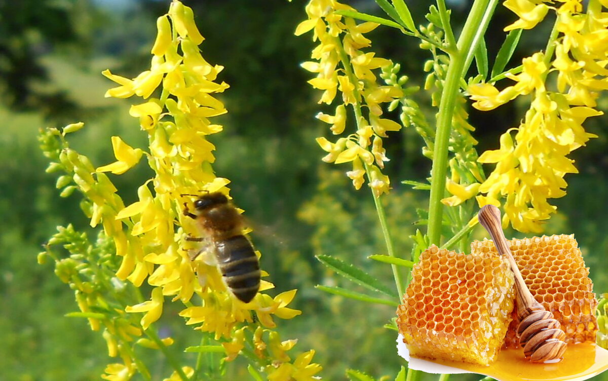 Донниковый мёд