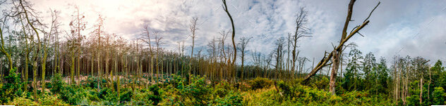 Иногда свеже купленный участок напоминает сцены из Fallout.