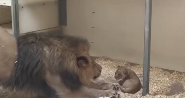 Они прекрасны! 