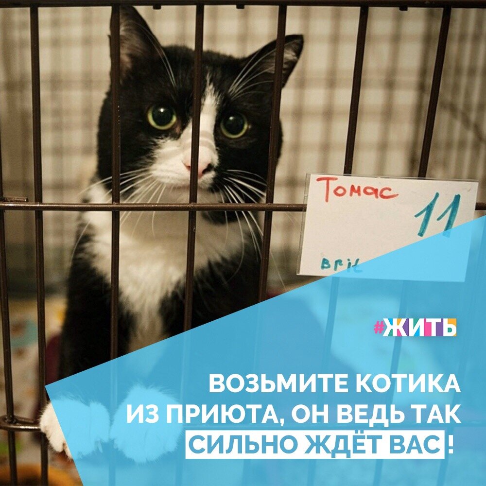 возьми кота.