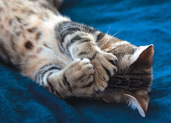 кот полидакт 