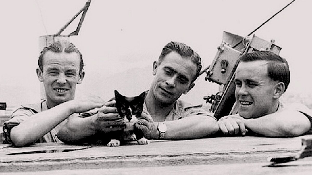 К сожалению, я не смог найти первоисточник этой и ниже фотографий, однако здесь можно увидеть этого кота вместе с моряками