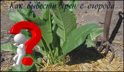 Как вывести хрен с огорода?
 