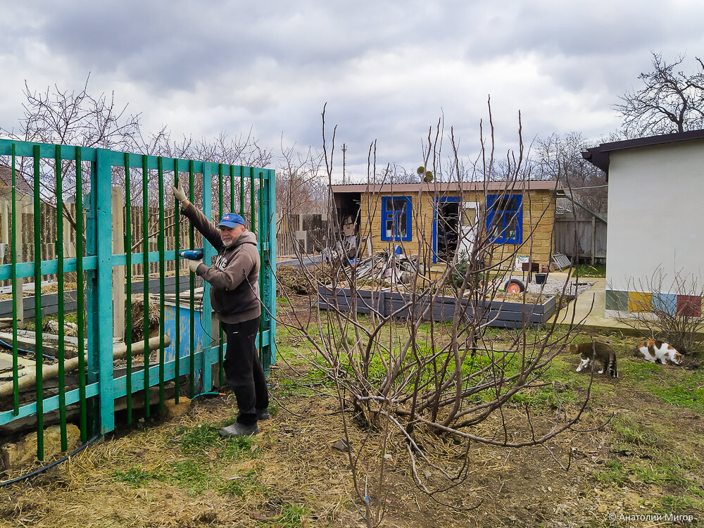 Садовые работы в феврале: пересадка роз, устройство шпалеры