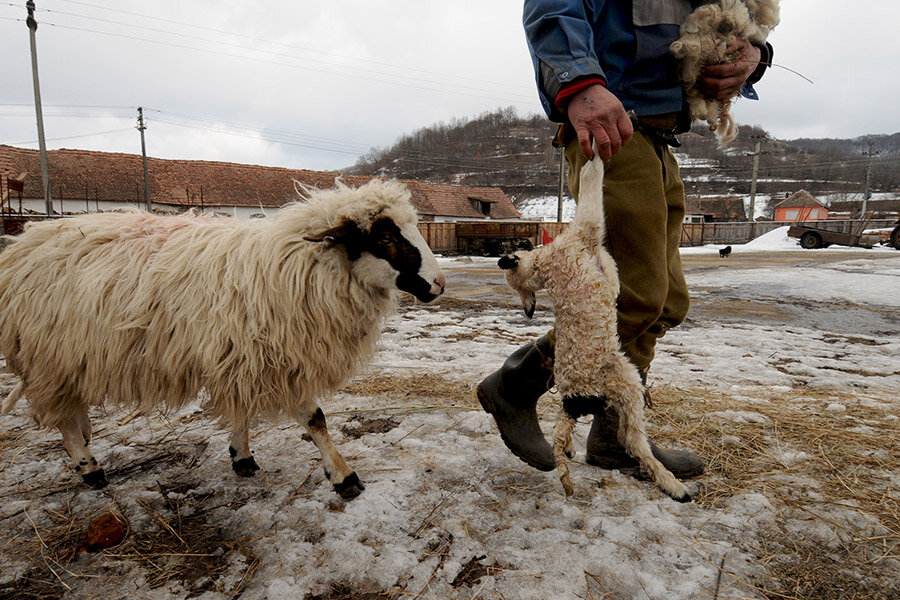 сонник стадо овец в горах | Дзен