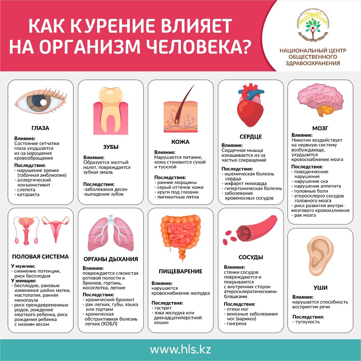 Влияние курения на организм человека картинки