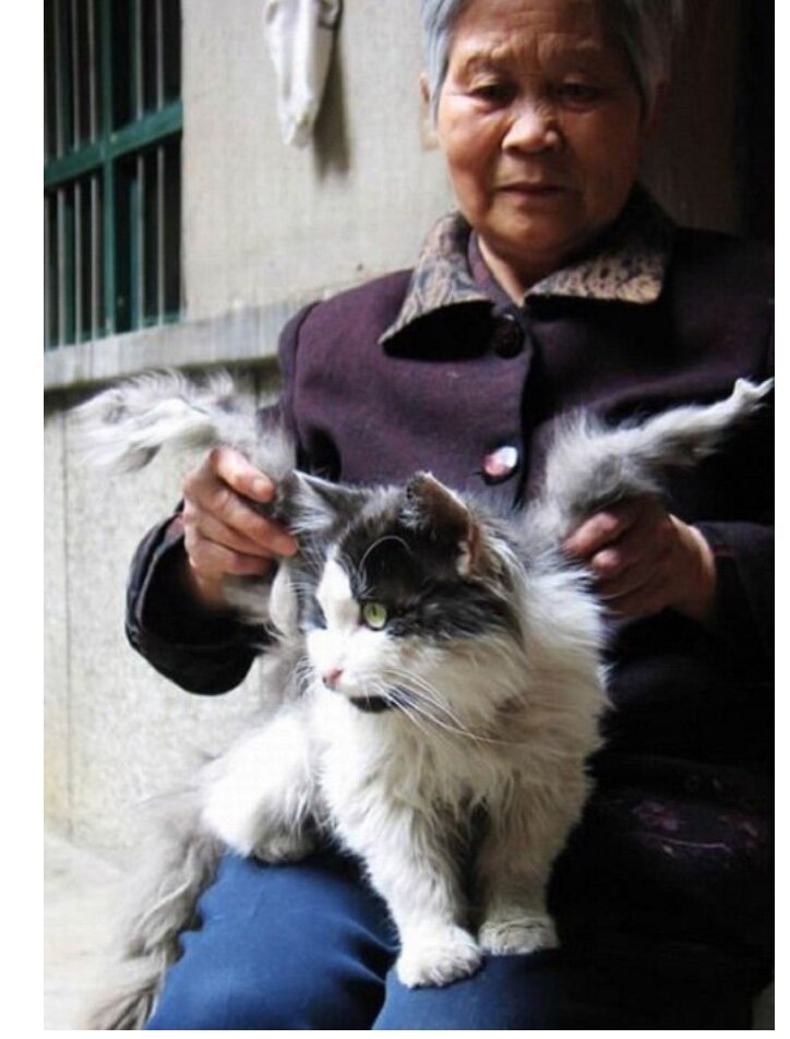 Крылатая кошка 