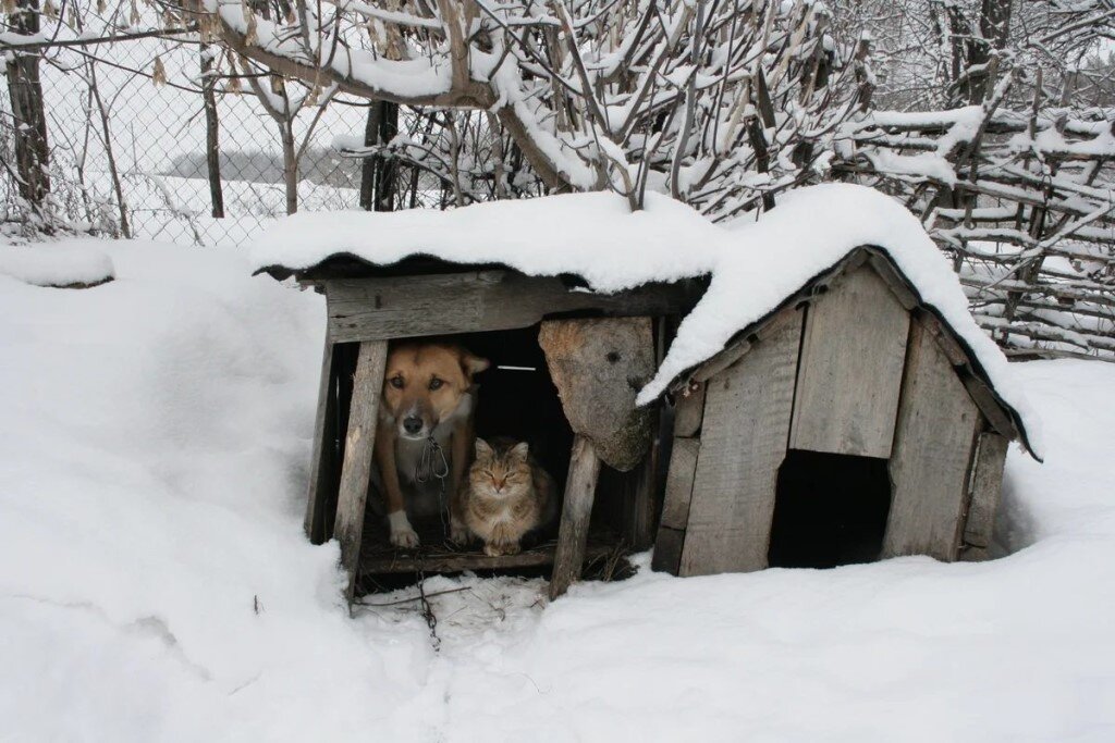 Конура на ножках