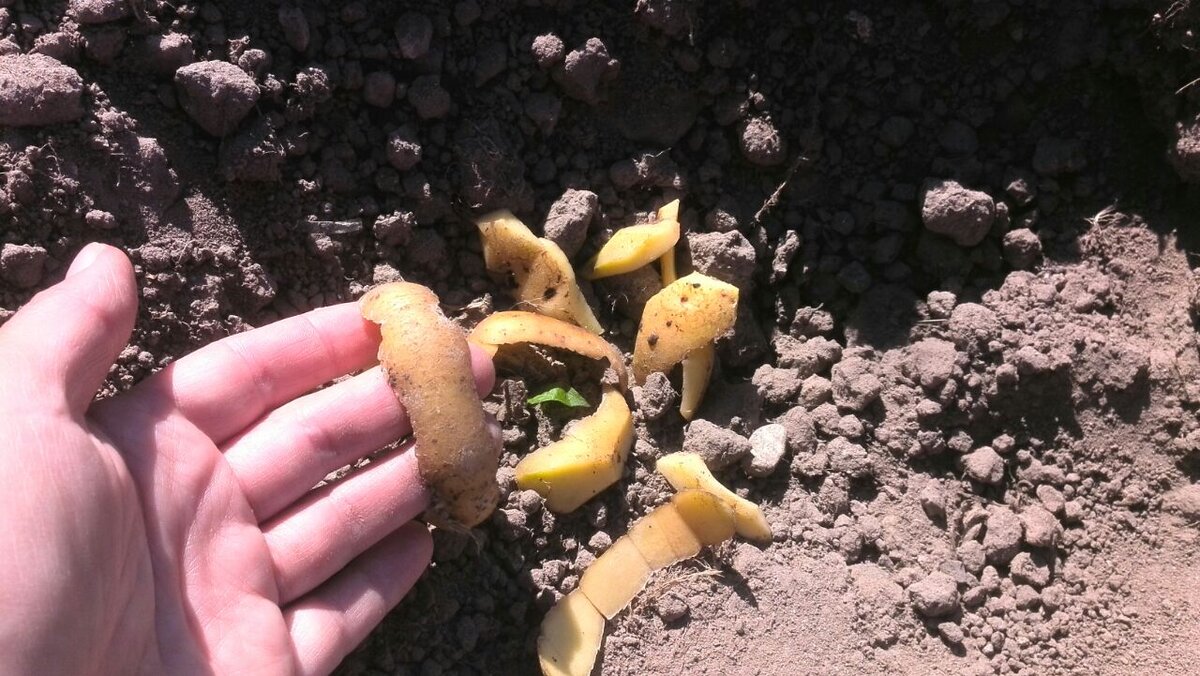 Очистки Картофеля для черной Смородины. Повышаем урожай в несколько раз, не потратив ни Копейки на подкормки