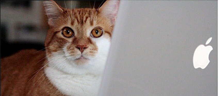 Источник - https://www.kotomania.com/