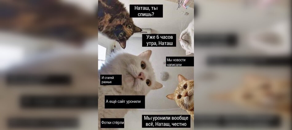 Фото с котами и наташей