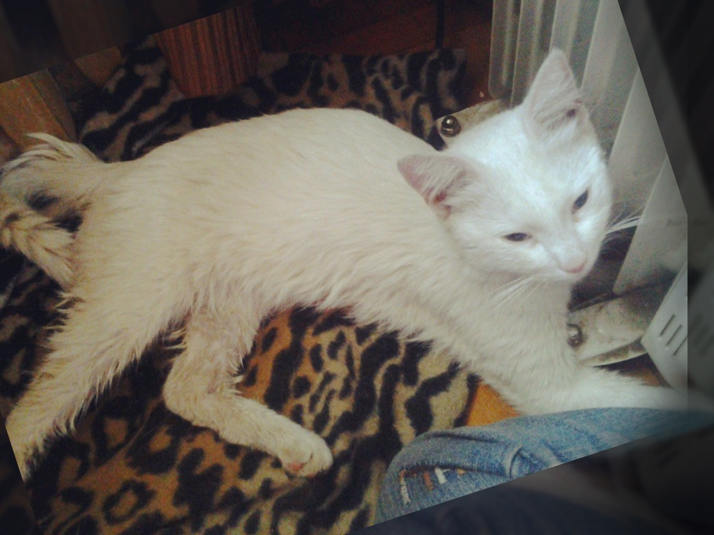 Если кто-то думает, что бездомные кошки легко находят еду — покажите им это фото. Это герой нашей истории в первый день новой домашней жизни, и он не мог охотиться из-за травмы. Я мало у кого видела такие больные глаза...