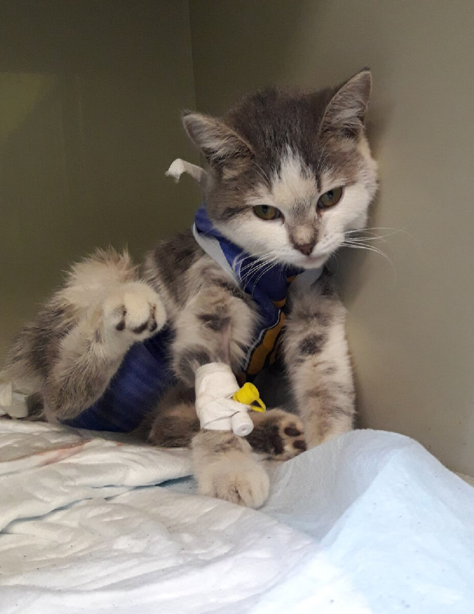 В ветклинике.