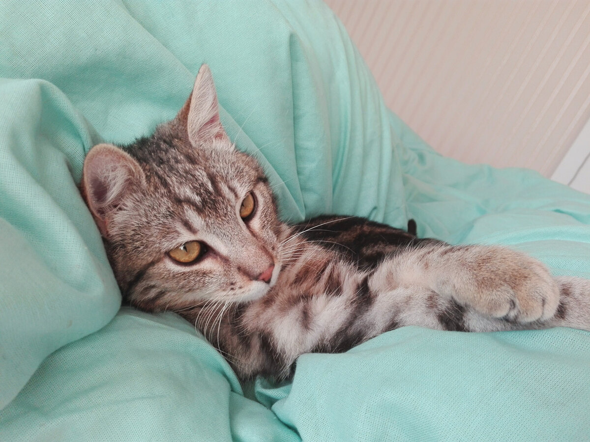 кот в кровати