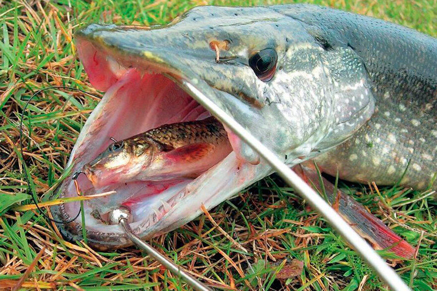 Ловля на живца