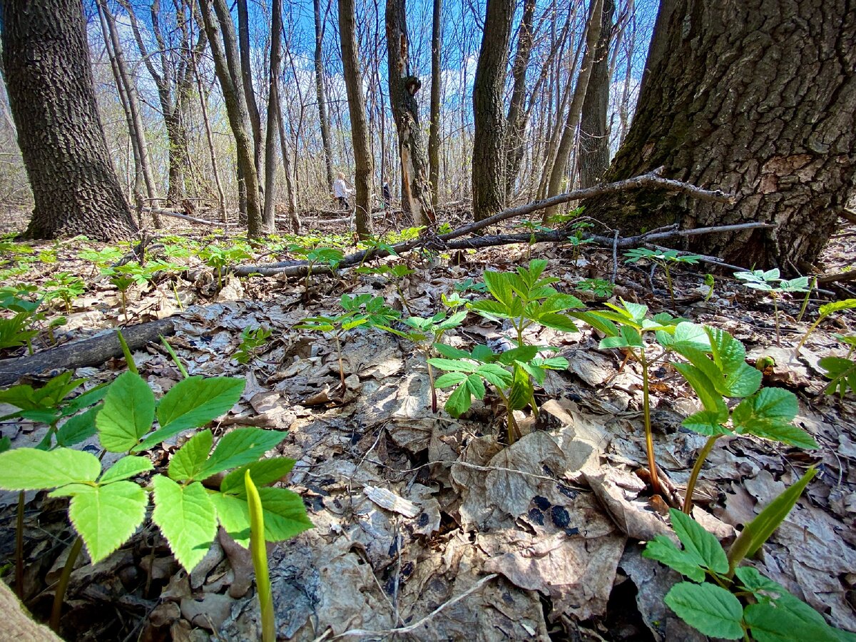 Лес оживает 