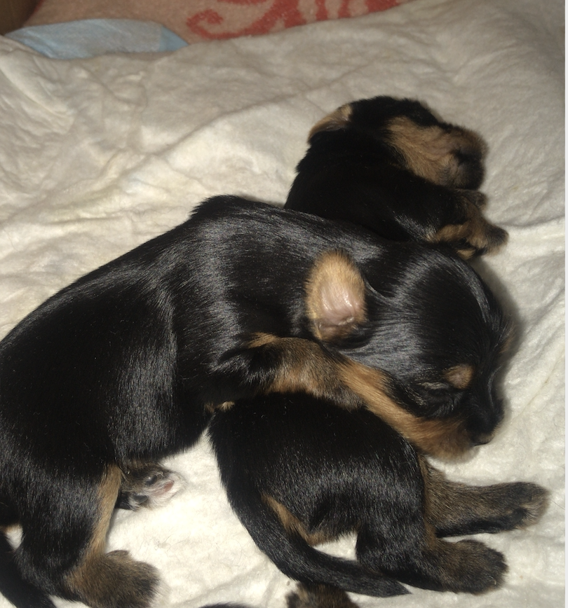 Буба и Тотошка  несколько дней от роду