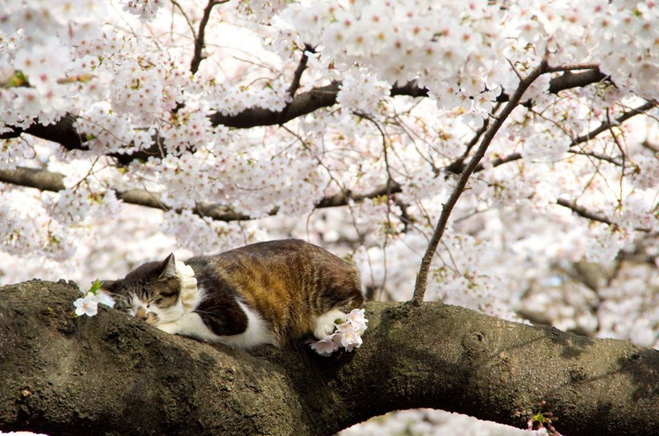 котик такой у нас есть. Деревья тоже цветут. ...Хотя фотографировали и не мы...