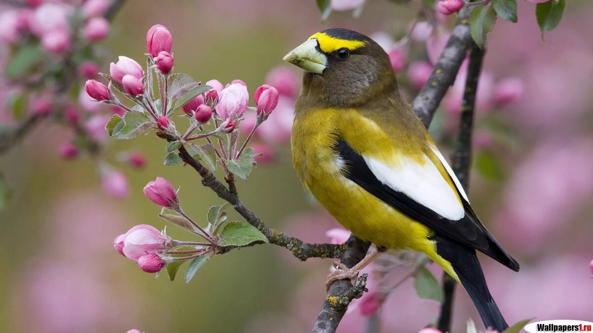 Фото с интернета