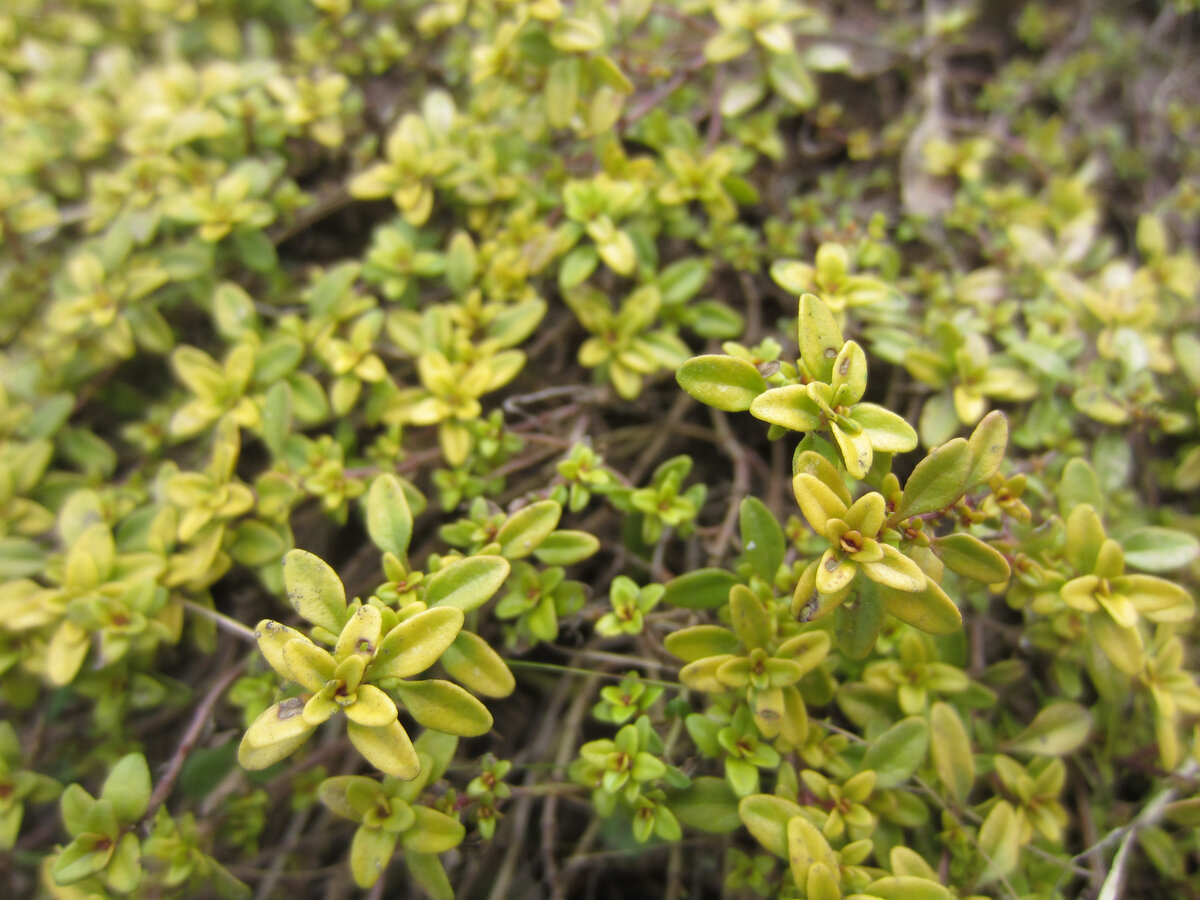 Тимьян лимоннопахнущий