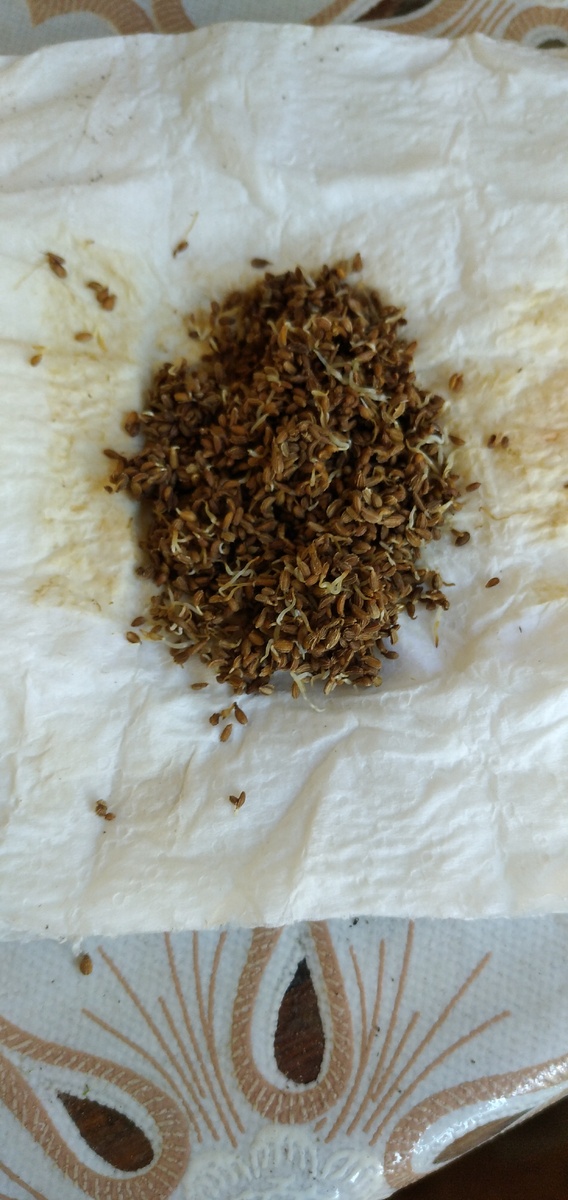 Эти семена были в земле 2 недели ! И даже хорошо проросли.