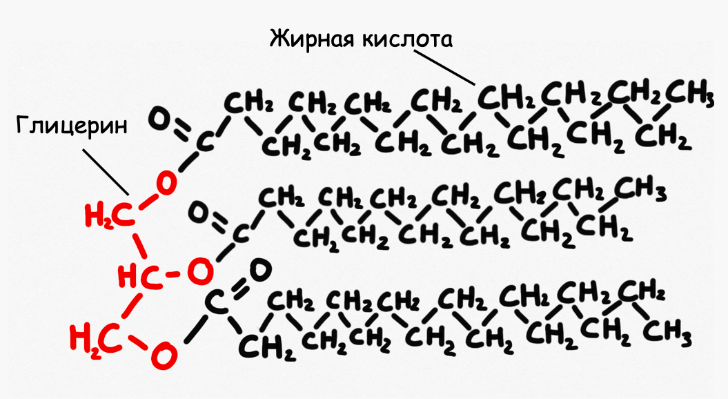 Триацилглицерид