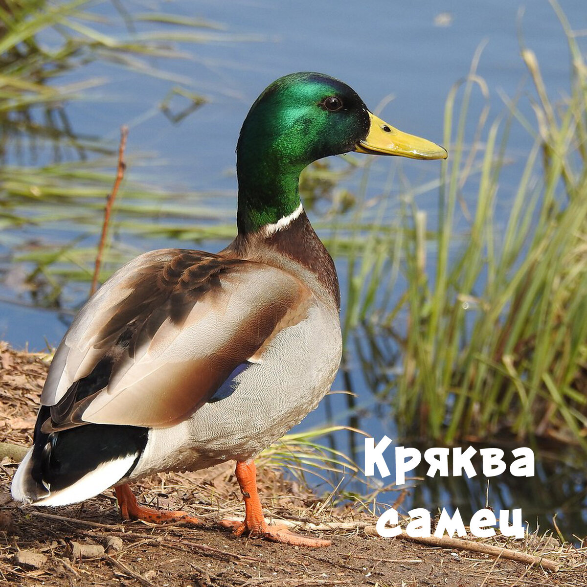 Кряква фото. Кряква утка. Кряква, чирок,Огарь. Водоплавающие птицы утки кряквы. Кряква самец.