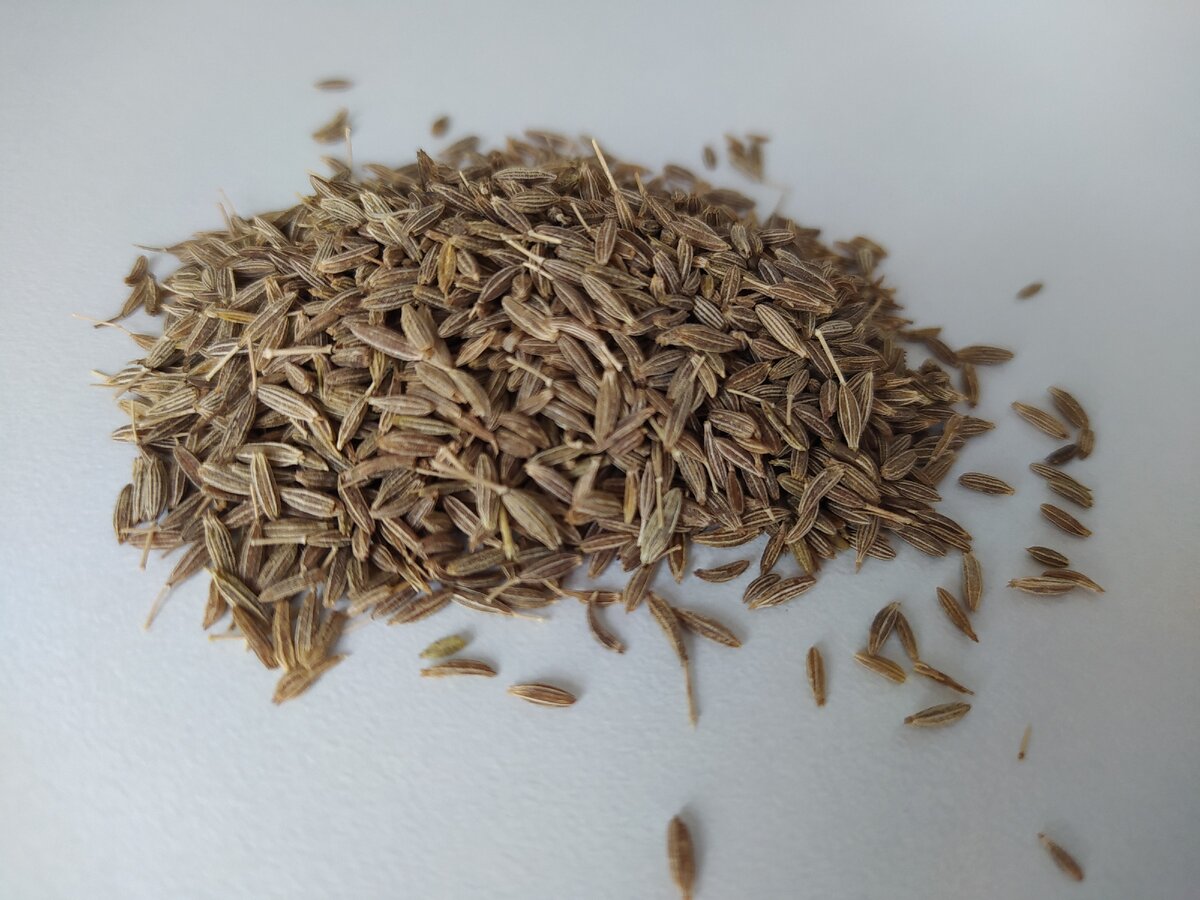 зира (кумин)