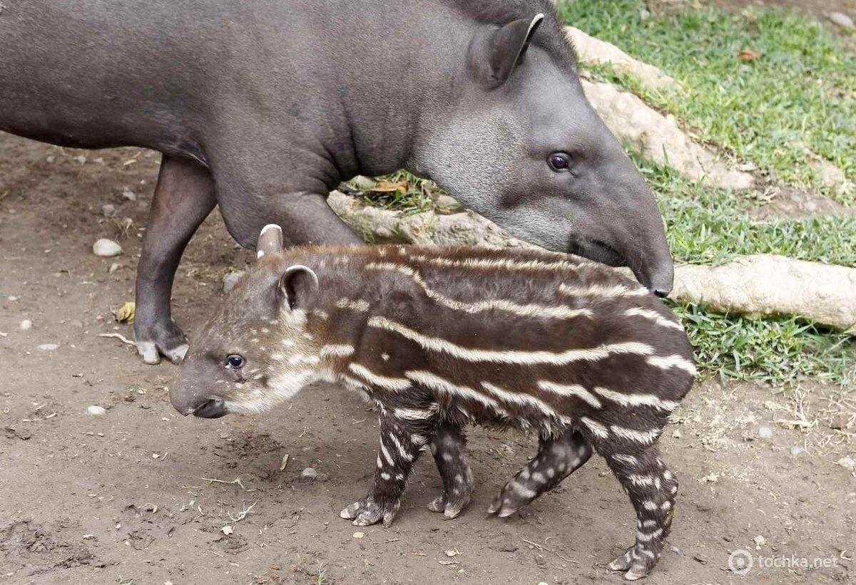 Этот маленький Тапир хоть и с полосками, но всё же в целом похож на свою маму. А что вы скажете о тех детёнышах, которых найдёте ниже?