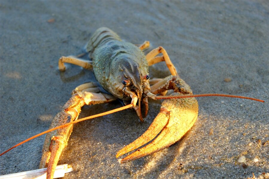  Вот такие раки водились в реке  Большая Высь