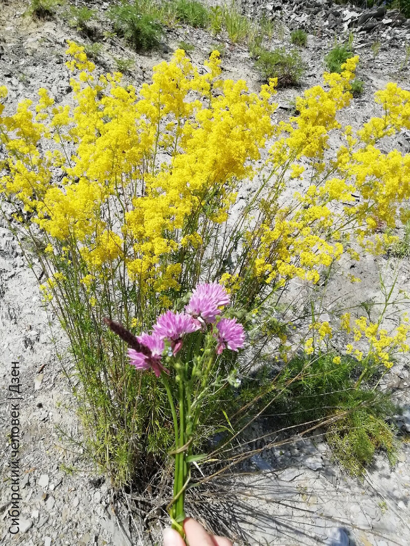 Прекраснейшие цветы, встретившийся нам на пути!