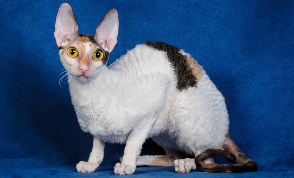 Корниш рекс