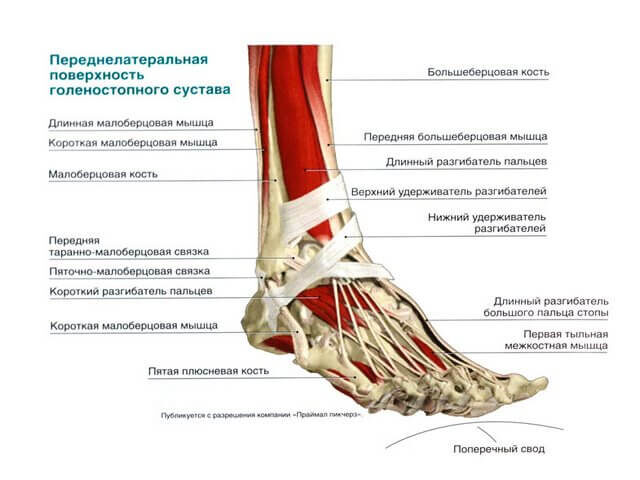 Анатомия стопы человека
