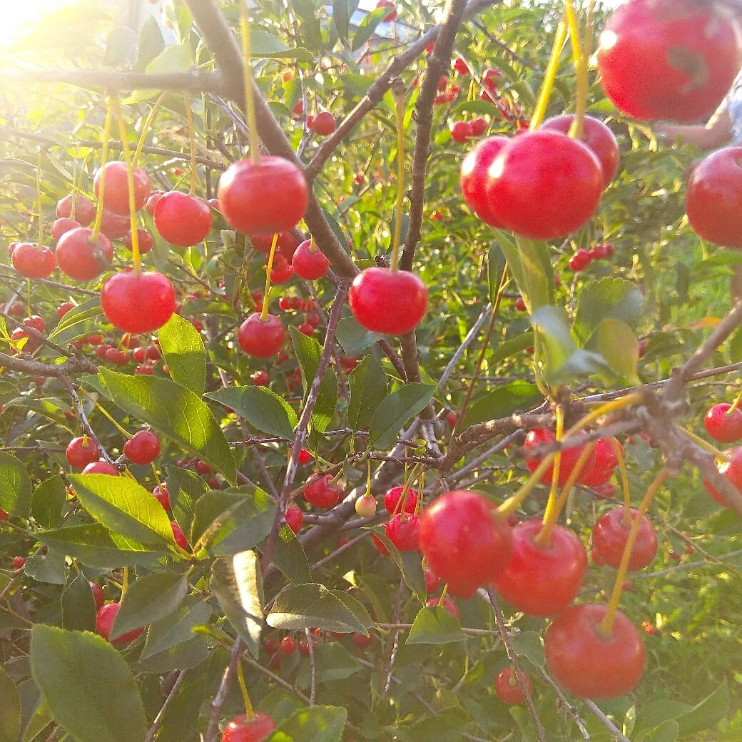 Как посадить вишню? | ✓Дача, сад и огород без особенных хлопот 🍅 | Дзен