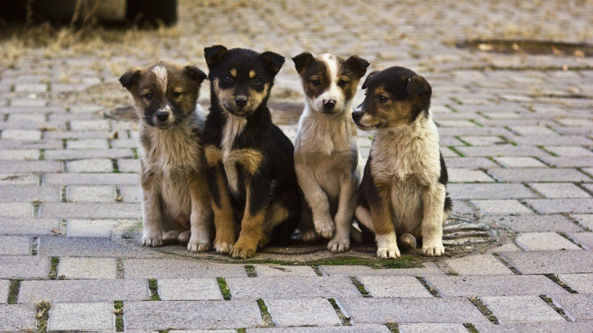 Фото из свободных источников